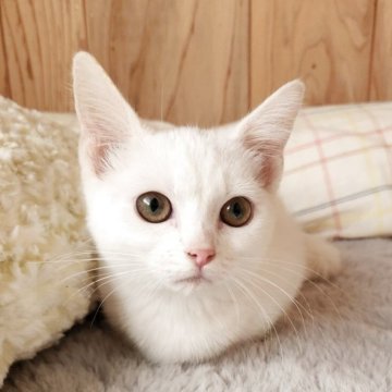 マンチカン(短足)【奈良県・女の子・2025年7月24日・ブラック&ホワイト（フワフワちゃん）】の写真「しっかり短足の女の子✨」