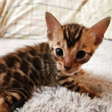 ベンガル【奈良県・男の子・2025年8月11日・ブラウンスポテッドタビー（サラサラちゃん）】の写真「柄がはっきりの男の子✨」