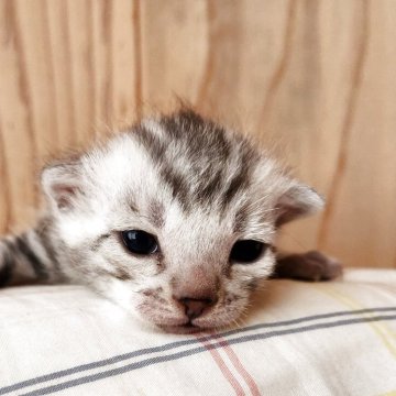 ベンガル【奈良県・男の子・2025年11月7日・シルバースポテッドタビー（サラサラちゃん）】の写真「マイペースな男の子✨」