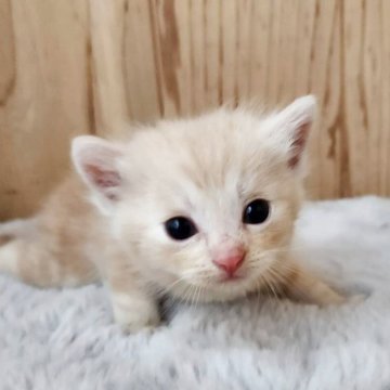 マンチカン(長足)【奈良県・男の子・2025年7月24日・クリームタビー（フワフワちゃん）】の写真「可愛いお顔の男の子✨」