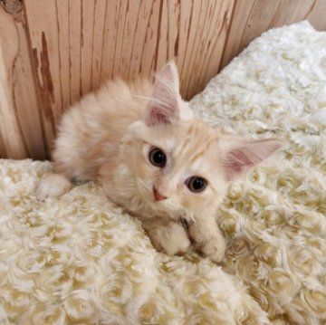 マンチカン(長足)【奈良県・男の子・2025年2月8日・クリームタビー（フワフワちゃん）】の写真「マイペースな男の子✨」