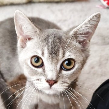 ブリティッシュショートヘア【奈良県・男の子・2025年6月1日・ブルータビー（フワフワちゃん）】の写真「毛並みばつぐんのブリちゃん」