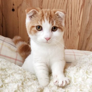スコティッシュフォールド(折れ耳)【奈良県・男の子・2025年4月30日・レッドタビー&ホワイト（もふもふちゃん）】の写真「可愛い折れ耳の男の子✨」