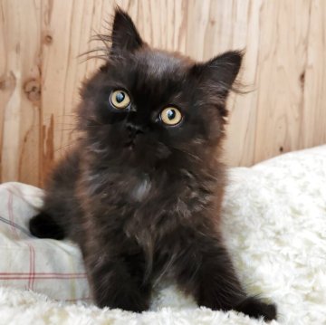 エキゾチックショートヘア【奈良県・男の子・2025年8月6日・ブラックスモーク（フワフワちゃん）】の写真「元気な男の子✨」