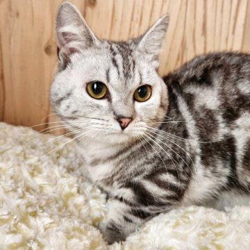 マンチカン(短足)【奈良県・男の子・2024年6月1日・シルバータビー（フワフワちゃん）】の写真「しっかり短足で甘えん坊の可愛い男の子✨」