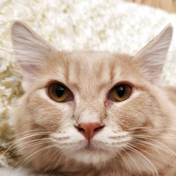 マンチカン(短足)【奈良県・男の子・2025年2月8日・クリームタビー（フワフワちゃん）】の写真「短い脚が可愛いフワフワ男の子✨」