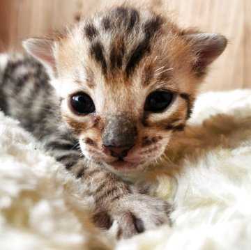 ベンガル【奈良県・男の子・2025年11月7日・ブラウンスポテッドタビー（サラサラちゃん）】の写真「甘えん坊な男の子✨」