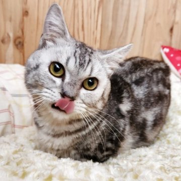 マンチカン(短足)【奈良県・男の子・2024年6月1日・シルバータビー（フワフワちゃん）】の写真「しっかり短足で甘えん坊の可愛い男の子✨」