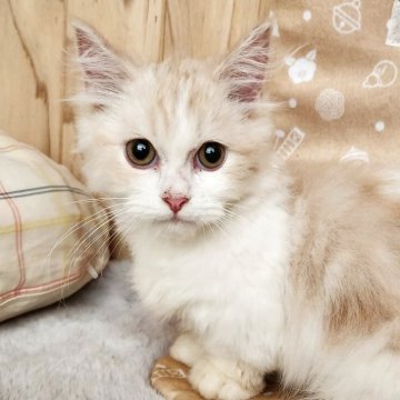 ミヌエット(短足)【奈良県・男の子・2025年7月7日・クリーム&ホワイト（フワフワちゃん）】の写真「短い脚が可愛い男の子✨」