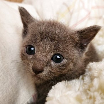 ロシアンブルー【奈良県・女の子・2025年8月22日・ブルー（サラサラちゃん）】の写真「マイペースな女の子✨️」