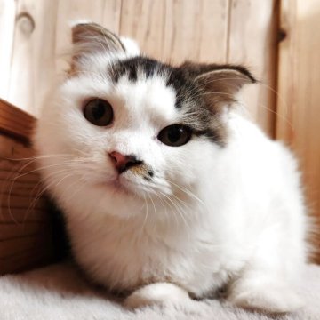 スコティッシュフォールド(折れ耳)【奈良県・男の子・2025年5月5日・ブラウンタビー&ホワイト（もふもふちゃん）】の写真「可愛いお顔の男の子✨」