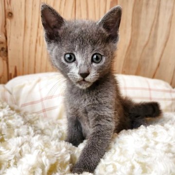 ロシアンブルー【奈良県・女の子・2025年9月10日・ブルー（サラサラちゃん）】の写真「甘えた女の子✨️」