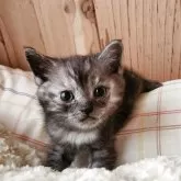 マンチカン(長足)