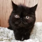 エキゾチックショートヘア