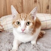 マンチカン(長足)