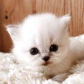 エキゾチックショートヘア