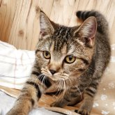 スコティッシュストレート