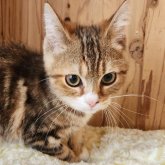 マンチカン(長足)