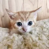 マンチカン(短足)