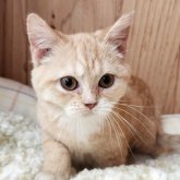 マンチカン(長足)