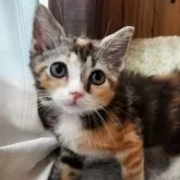スコティッシュストレート