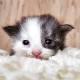 マンチカン(長足)