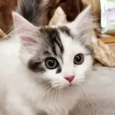 ミヌエット(短足)