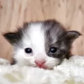 マンチカン(長足)