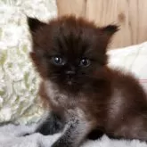 エキゾチックショートヘア