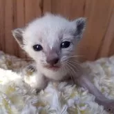 シャム(サイアミーズ)