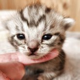 アメリカンショートヘア