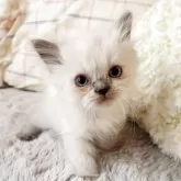 ヒマラヤン