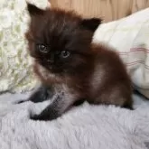 エキゾチックショートヘア