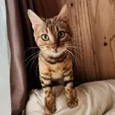ベンガル
