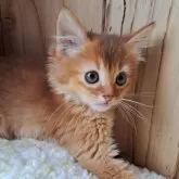 ソマリ