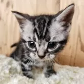 アメリカンショートヘア
