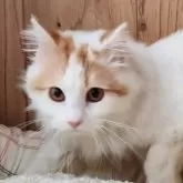 ミヌエット(長足)