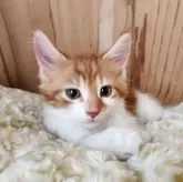 メインクーン