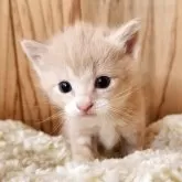 マンチカン(長足)