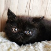 エキゾチックショートヘア