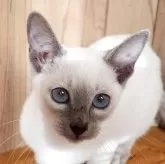 シャム(サイアミーズ)【奈良県・女の子・2025年9月15日・ブルーポイント】の写真1