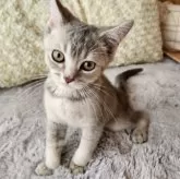 ブリティッシュショートヘア