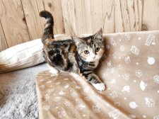 スコティッシュフォールド(立ち耳)