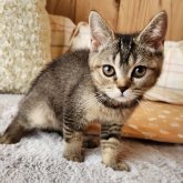 ブリティッシュショートヘア