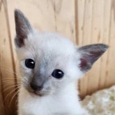 シャム(サイアミーズ)