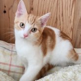 マンチカン(長足)