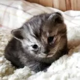 マンチカン(長足)