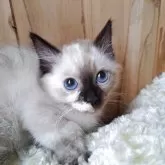 キンカロー
