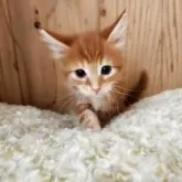 メインクーン