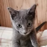 ロシアンブルー